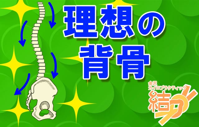 理想の背骨