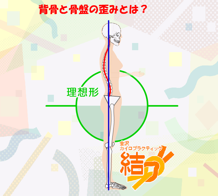 アニメ　背骨と骨盤の歪みとは？骨盤の前傾